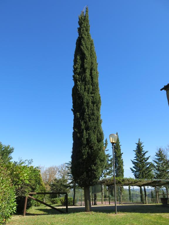Il Palagetto
